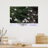 Butterfly Iopen Poster (Keuken)