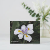 Butterfly Iris Briefkaart (Staand voorkant)