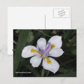 Butterfly Iris Briefkaart (Voorkant / Achterkant)