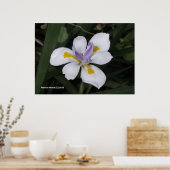 Butterfly Iris Poster (Keuken)
