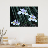 Butterfly Iris Trio Poster (Keuken)