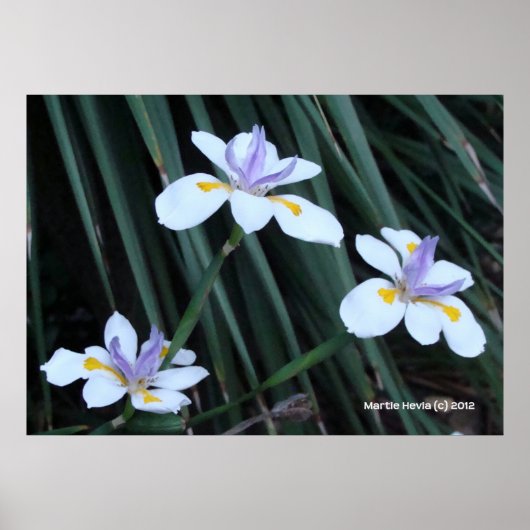 Butterfly Iris Trio Poster (Voorkant)