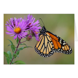 Butterfly-kaart