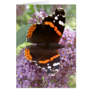 Butterfly-kaart - Red Admiral