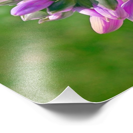 Butterfly Kisses Foto Afdruk (Hoek)