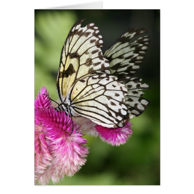 Butterfly Kisses I (Voorkant)