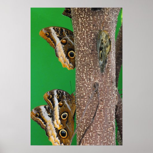 Butterfly Kisses Poster (Voorkant)