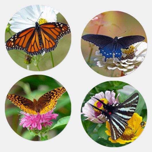 Butterfly Labels (Groep)