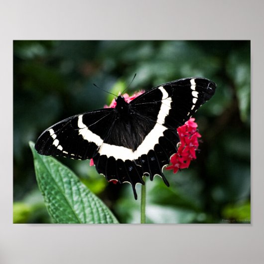 Butterfly Lolipop Afdrukken Poster (Voorkant)