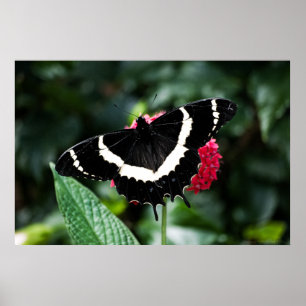 Butterfly Lolipop Afdrukken Poster