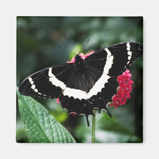 Butterfly Lolipop Magnet (Voorkant)