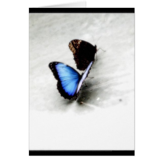 Butterfly Love (Voorkant)