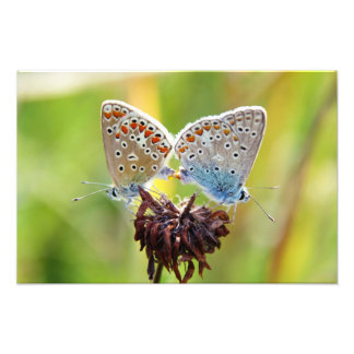 Butterfly Love Foto Afdruk