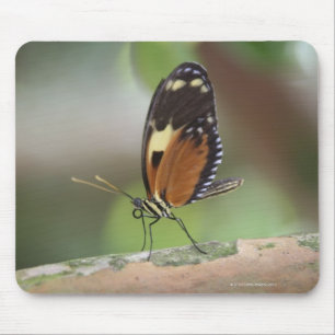 Butterfly Macro Muismat