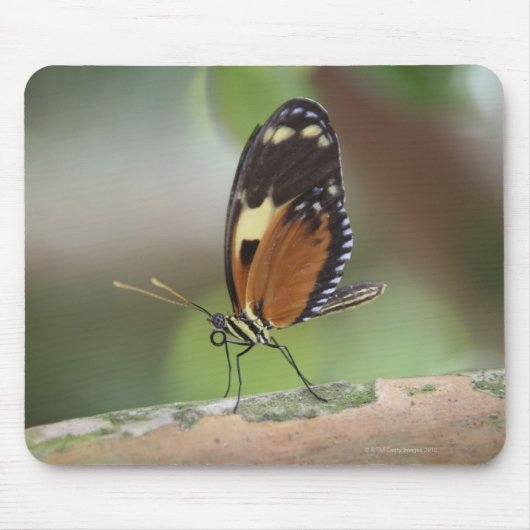 Butterfly Macro Muismat (Voorkant)