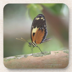 Butterfly Macro Onderzetter