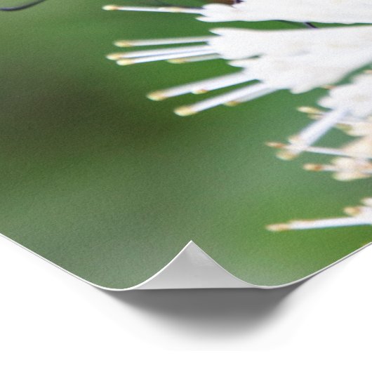 Butterfly Magic Wall Art Poster (Hoek)