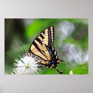 Butterfly Magic Wall Art Poster