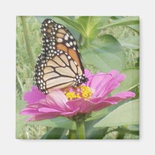 Butterfly Magneet