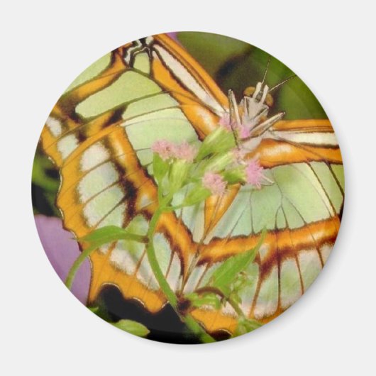 Butterfly Magneet (Voorkant)