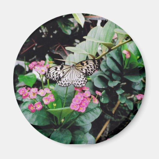 Butterfly Magneet (Voorkant)