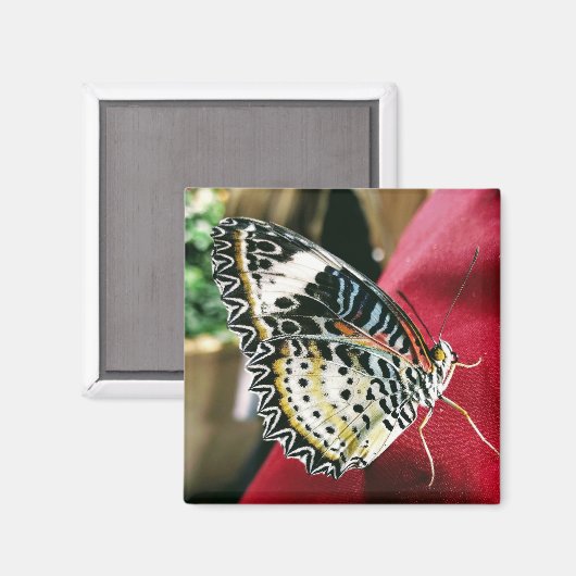 Butterfly Magnet (Voorkant / Achterkant)