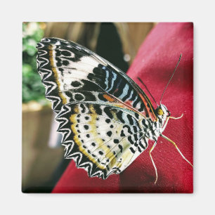 Butterfly Magnet