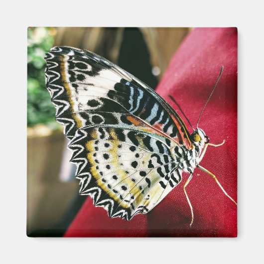 Butterfly Magnet (Voorkant)