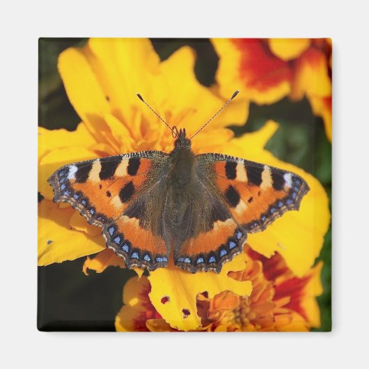 Butterfly Magnet (Voorkant)