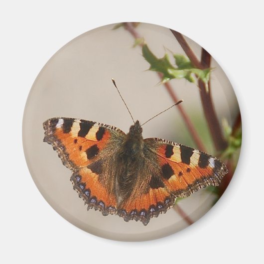 Butterfly Magnet (Voorkant)
