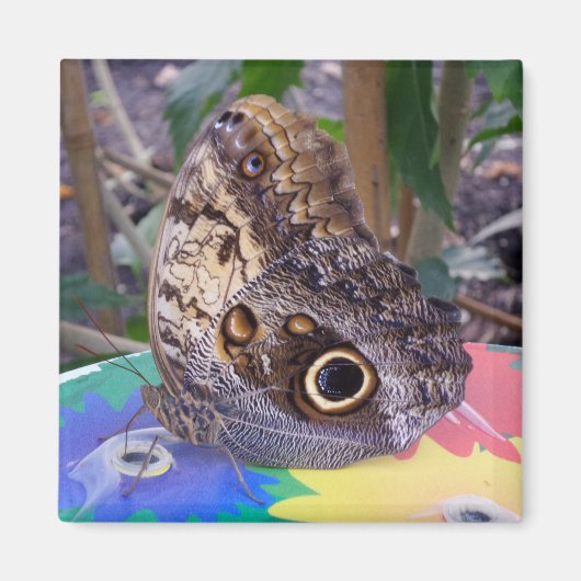 Butterfly Magnet (Voorkant)