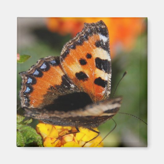 Butterfly Magnet (Voorkant)