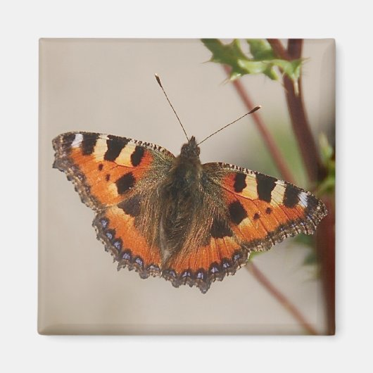 Butterfly Magnet (Voorkant)