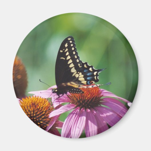 Butterfly Magnet (Voorkant)