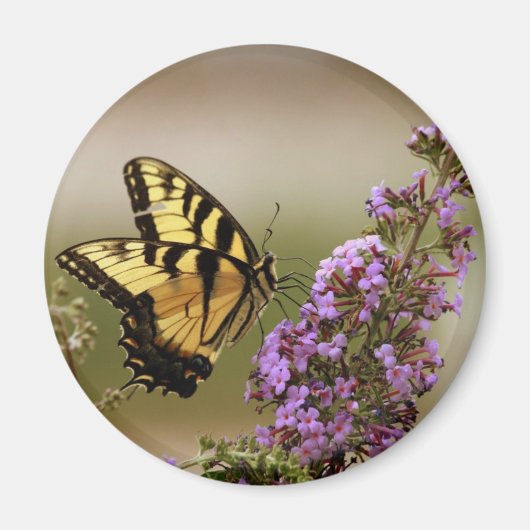 Butterfly Magnet (Voorkant)