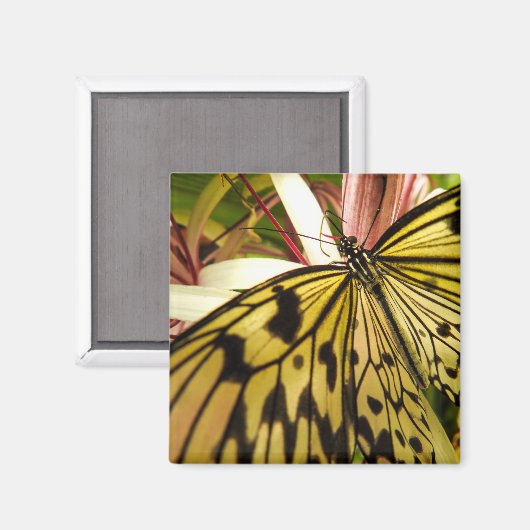Butterfly Magnet (Voorkant / Achterkant)