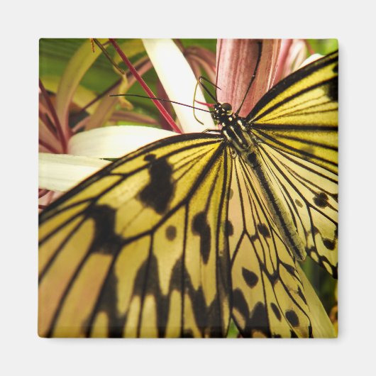 Butterfly Magnet (Voorkant)