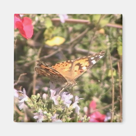 Butterfly Magnet (Voorkant)