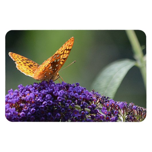Butterfly Magnet Magneet (Horizontaal)