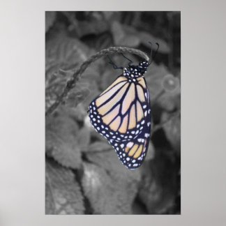 Butterfly met steile kleur poster