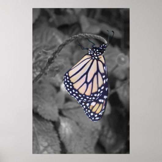 Butterfly met steile kleur poster (Voorkant)