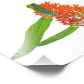 Butterfly Milkweed Bloom op White Foto Afdruk (Hoek)