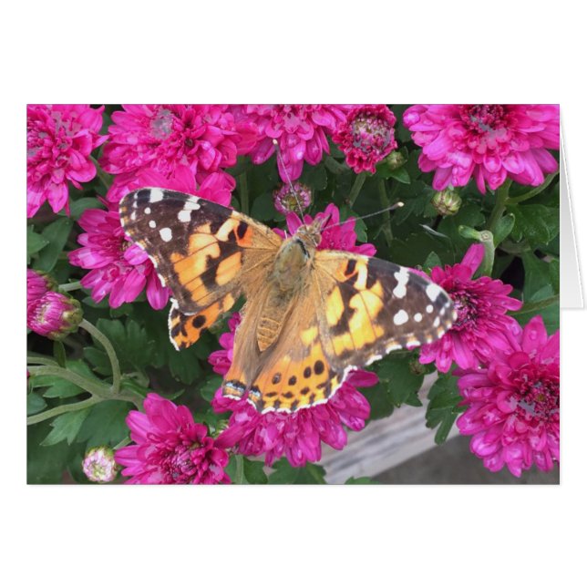 Butterfly Moment (Voorkant Horizontaal)