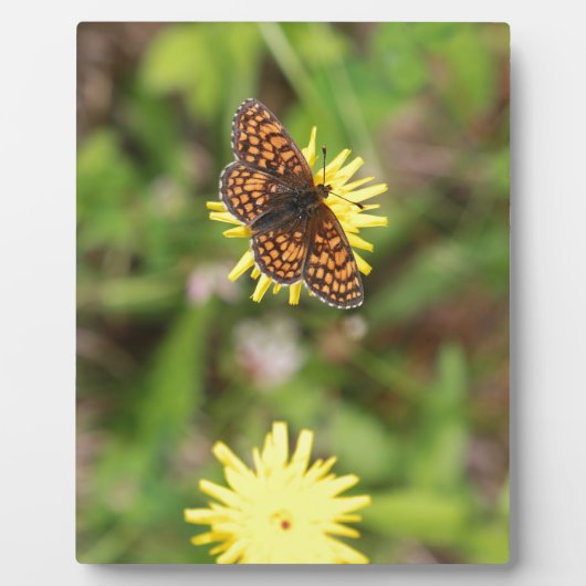 Butterfly - Mooi! Fotoplaat (Voorkant)