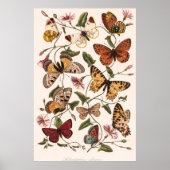 Butterfly & Moth beroemd gemaakt door Paul Gervais Poster (Voorkant)