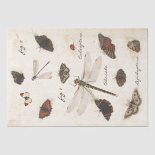 Butterfly Moth Dragonfly Ladybug Insect Parchment Tissuepapier