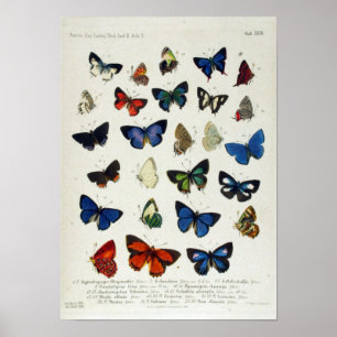 Butterfly  Naturalist Educational Poster