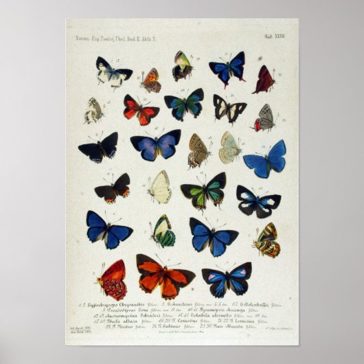 Butterfly Naturalist Educational Poster (Voorkant)