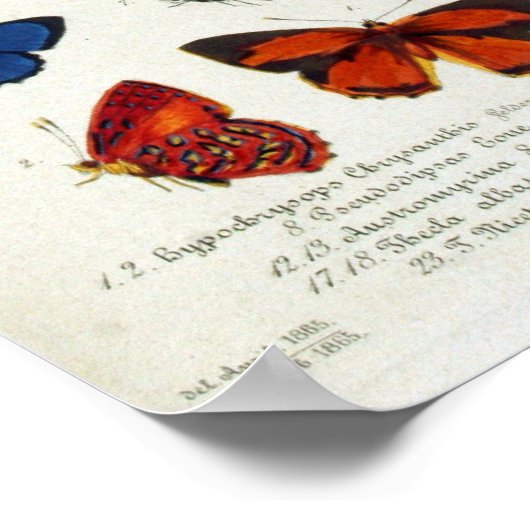 Butterfly Naturalist Educational Poster (Hoek)