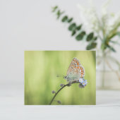 Butterfly Natuur Foto Briefkaart (Staand voorkant)